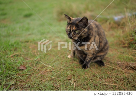 広場で遊ぶさび猫 132085430