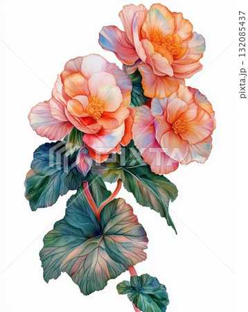 expressive fresh begonias flower 132085437