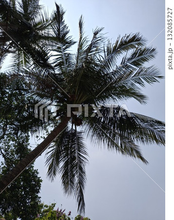 Close-up view of a palm tree's fronds against a cloudy sky, suggesting a tropical or coastal setting 132085727