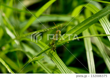 葉に止まるバッタ 132086375