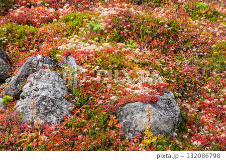 チングルマの紅葉と綿毛(乗鞍岳) チングルマの紅葉と綿毛(乗鞍岳) 132086798