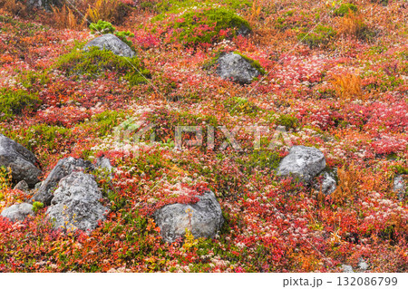 チングルマの紅葉と綿毛（乗鞍岳） 132086799