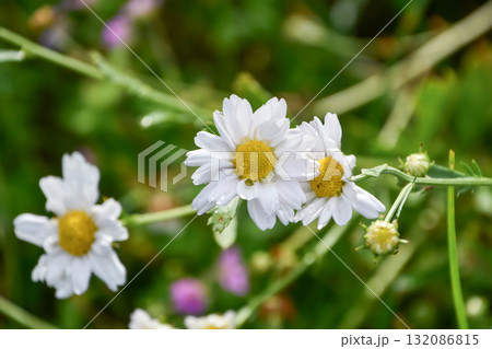 イワギク Zawadsky's chrysanthemum イワギク Zawadsky's chrysanthemum 132086815