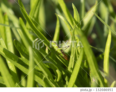 野原の葉に止まるキリギリス 132086951
