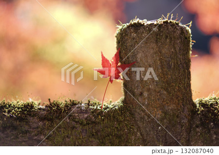 苔むす石に寄り添う紅葉の葉 苔むす石に寄り添う紅葉の葉 132087040
