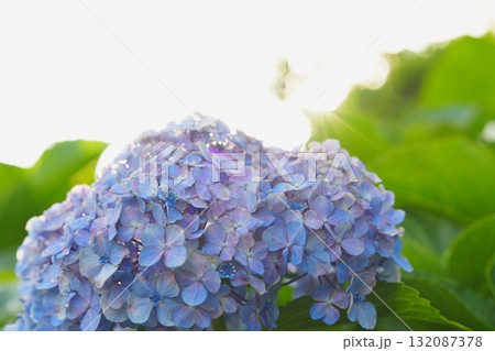 透ける紫陽花 132087378