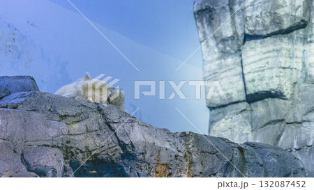 岩の上に横たわるホッキョクグマ　眠そうな白熊　八景島シーパラダイス　 132087452