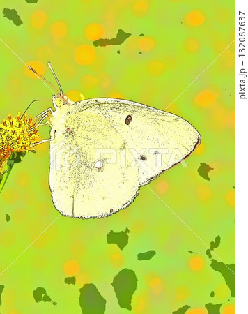 秋の花の蜜を吸う薄黄色の蝶(afr20251010122727) 秋の花の蜜を吸う薄黄色の蝶(afr20251010122727) 132087637