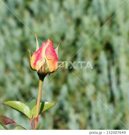 Rosebud opening on a sunny autumn day, showing delicate petals in yellow and pink hues in a garden Rosebud opening on a sunny autumn day, showing delicate petals in yellow and pink hues in a garden 132087649