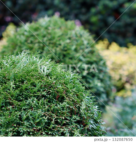 Thuja bushes showcasing lush green foliage in a garden setting. Evergreen plants providing natural beauty and structure 132087650