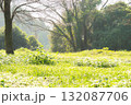 光溢れる地 132087706