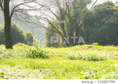 光溢れる地 132087706