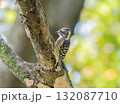 コゲラのきつつ木 132087710