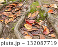落ち葉 132087719