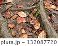 落ち葉 132087720