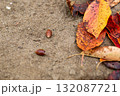 どんぐり 132087721
