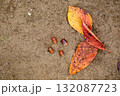 どんぐり 132087723
