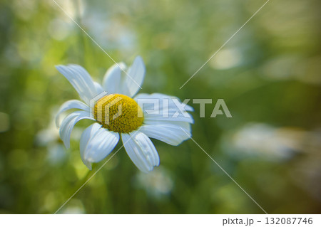 初夏に涼やかなフランスギクの花のクローズアップ 初夏に涼やかなフランスギクの花のクローズアップ 132087746