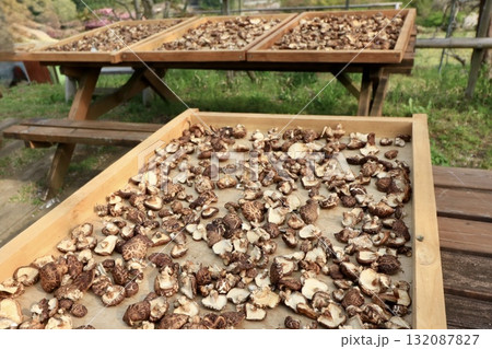 天日干しにする椎茸 132087827