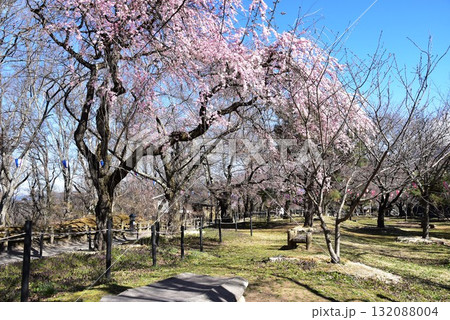 長野県 小諸城址懐古園の満開枝垂桜と散策路 長野県 小諸城址懐古園の満開枝垂桜と散策路 132088004