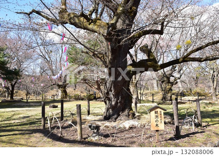 長野県 小諸城址懐古園の散策路と桜開花状況観測の木 長野県 小諸城址懐古園の散策路と桜開花状況観測の木 132088006
