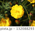コスモスの花　キバナコスモス 132088293