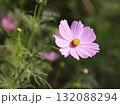 コスモスの花 132088294