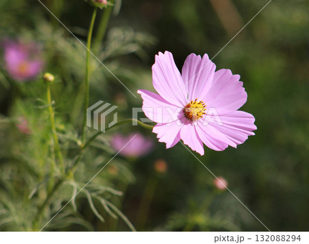 コスモスの花 132088294