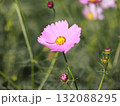 コスモスの花 132088295