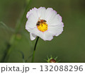 コスモスの花とミツバチ 132088296