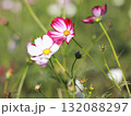 コスモスの花 132088297