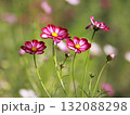 コスモスの花 132088298