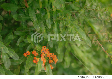 緑の葉っぱに映えるトキワサンザシの赤い実映える 132088330