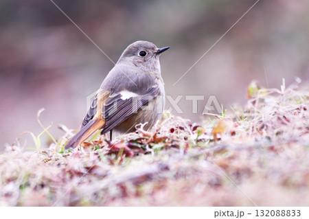 クローズアップで撮ったジョウビタキの雌 132088833