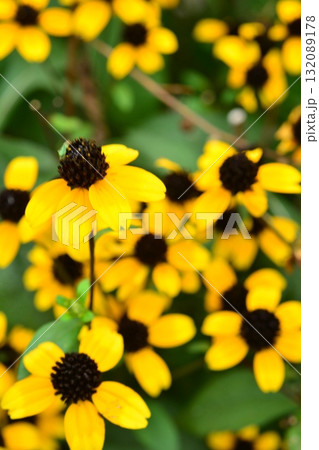 植物：ルドベキア・タカオ　キク科 132089178