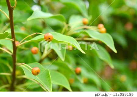 樹木:ソヨゴ モチノキ科 樹木:ソヨゴ モチノキ科 132089189