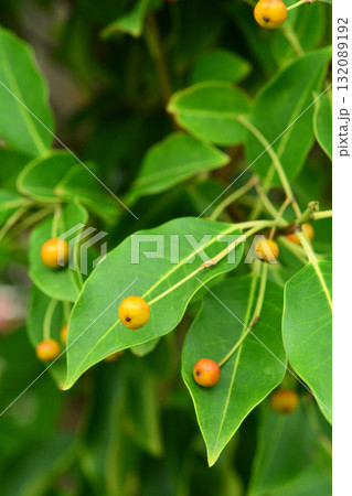 樹木：ソヨゴ　モチノキ科 132089192