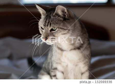 見つめる猫　サバトラ猫 132089336
