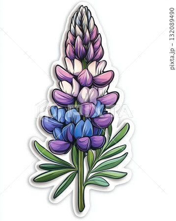 expressive fresh lupine flower 132089490