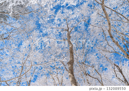 見上げると美しい霧氷と青空 132089550