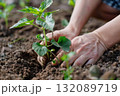 Hands of a gardener planting a young green seedling into rich brown soil, surrounded by lush greenery, showcasing the beauty of nurturing nature and sustainable gardening practices 132089719