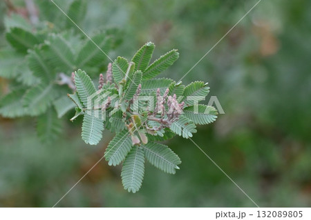 樹木：ギンヨウアカシア　マメ科　 132089805