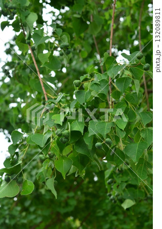 樹木:ナンキンハゼ トウダイグサ科 樹木:ナンキンハゼ トウダイグサ科 132089811