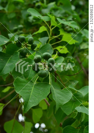 樹木：ナンキンハゼ　トウダイグサ科 132089812