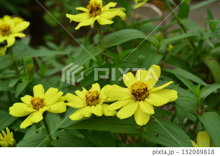 植物：ヒャクニチソウ　キク科 132089818
