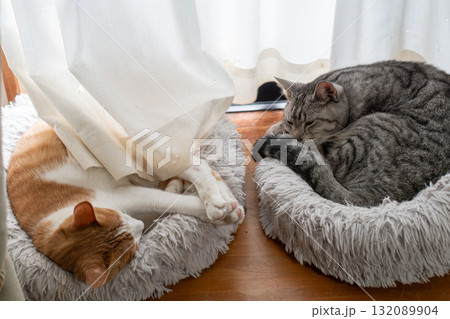 窓辺で眠る二匹の猫 窓辺で眠る二匹の猫 132089904