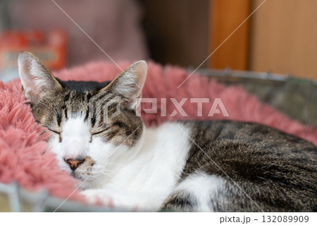 お気に入りの場所でくつろぐ猫 キジトラ猫 お気に入りの場所でくつろぐ猫 キジトラ猫 132089909