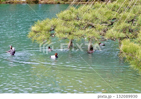 兼六園 雪吊りされた唐崎松の枝の下で数羽のホシハグロが霞が池に浮かんでいる風景 石川県金沢市 兼六園 雪吊りされた唐崎松の枝の下で数羽のホシハグロが霞が池に浮かんでいる風景 石川県金沢市 132089930