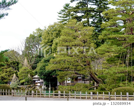兼六園　曲水越しに日本家屋と立木が見える風景　石川県金沢市 132089934