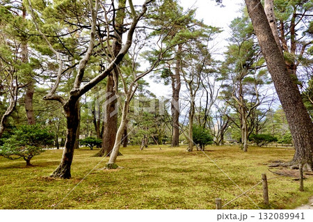 兼六園　芝生と立木が静かに広がる風景　石川県金沢市 132089941